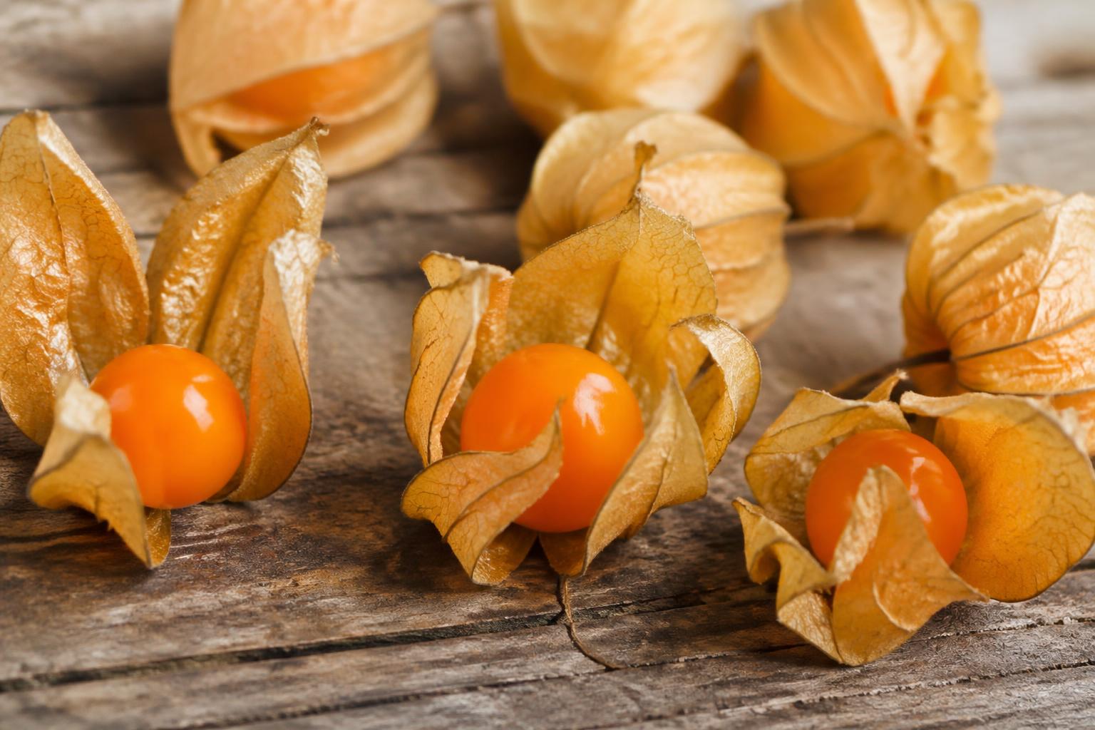 découvrez tout ce qu'il faut savoir sur physalis l., ses caractéristiques, ses bienfaits pour la santé et comment l'intégrer dans votre alimentation quotidienne.