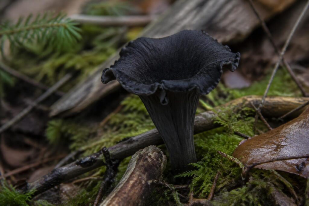 apprenez à reconnaître la trompette de la mort, un champignon toxique dangereux, et découvrez des conseils essentiels pour éviter les intoxications.