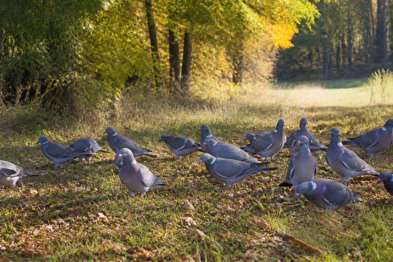 Tout savoir sur la palombe pigeon : comportement et techniques de chasse 4 découvrez tout sur la palombe pigeon : son comportement, ses habitudes, et les meilleures techniques pour réussir sa chasse efficacement.