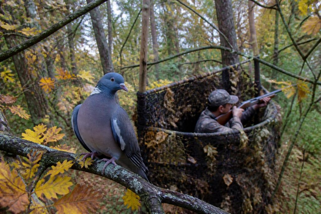 découvrez tout sur la palombe pigeon : son comportement, ses habitudes et les meilleures techniques de chasse pour réussir vos sorties.