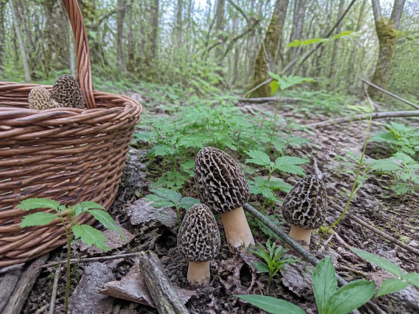 découvrez tout sur les morilles : comment les identifier, les cueillir en sécurité et les cuisiner pour des plats savoureux.