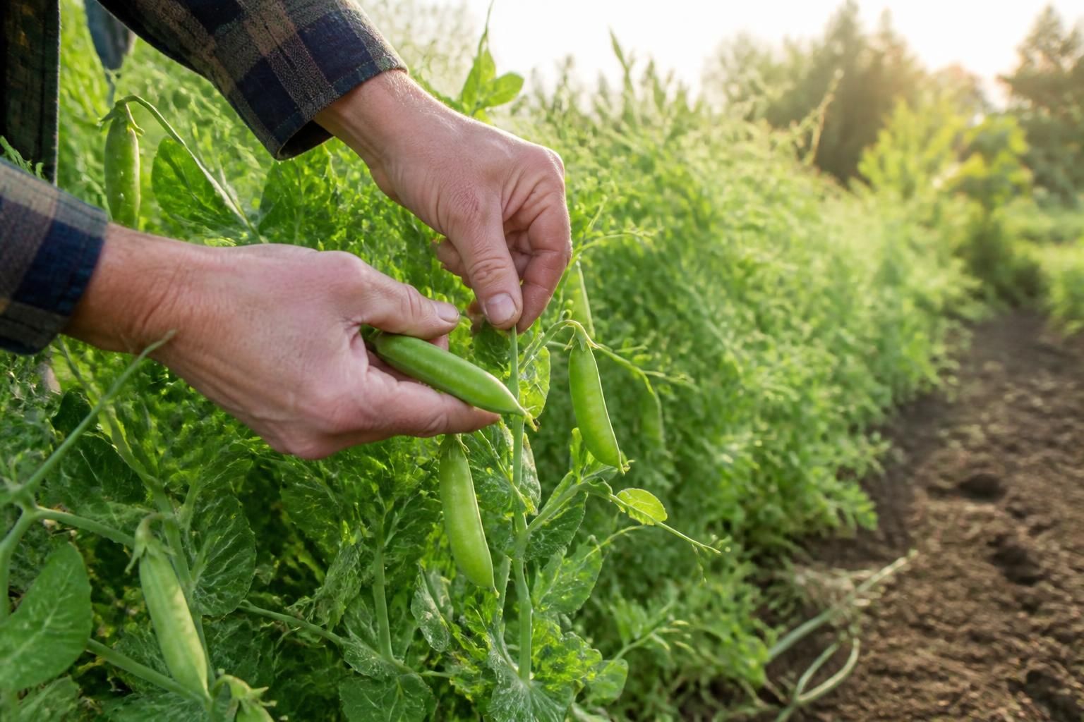 Saison petit pois : quand et comment les récolter pour en profiter pleinement 4 découvrez quand et comment récolter les petits pois pour profiter pleinement de leur fraîcheur et de leurs saveurs tout au long de la saison.
